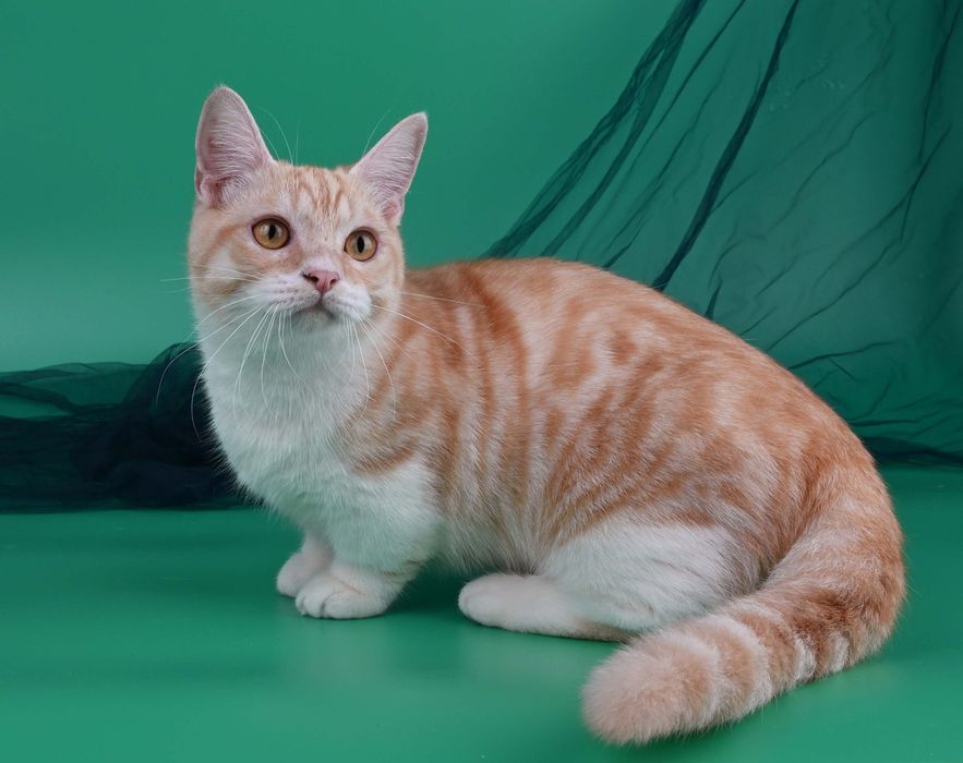 Хлопчик манчкін стандарт