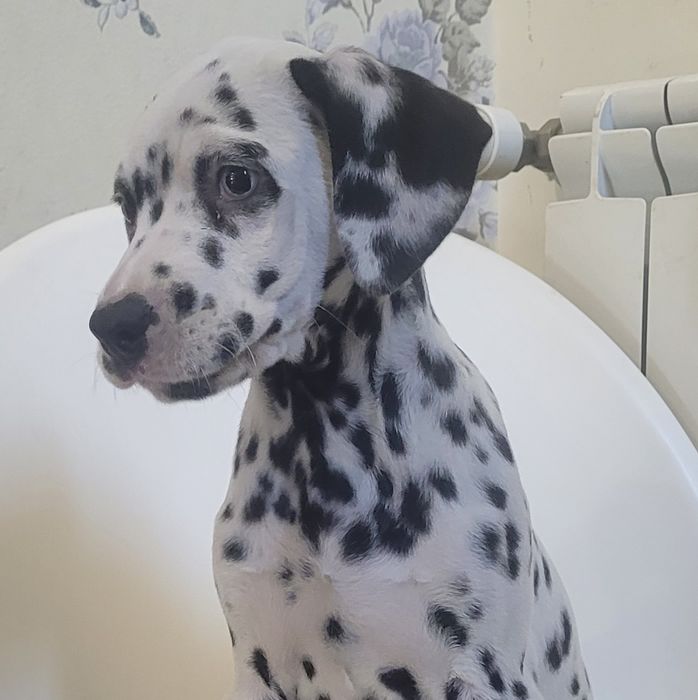 Dálmata macho 2 meses