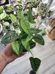Monstera  Siltepecana