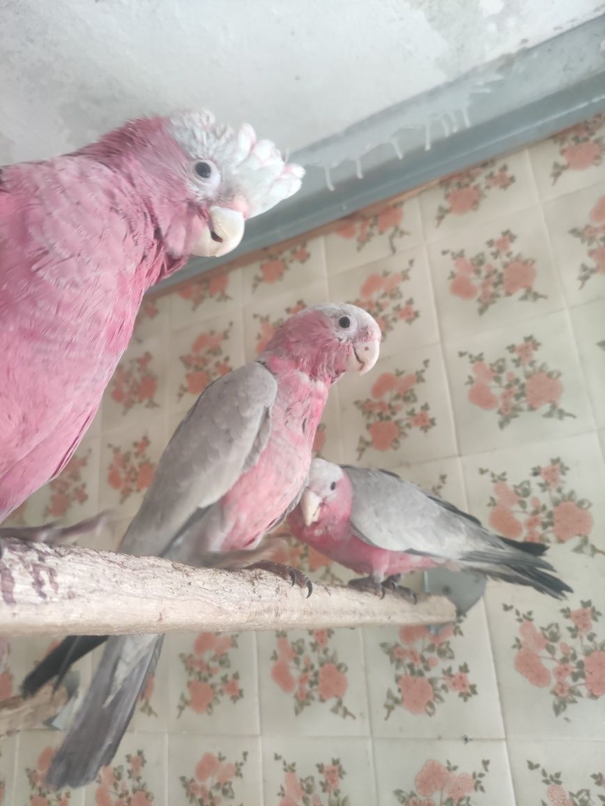 Cacatua galah de 2023