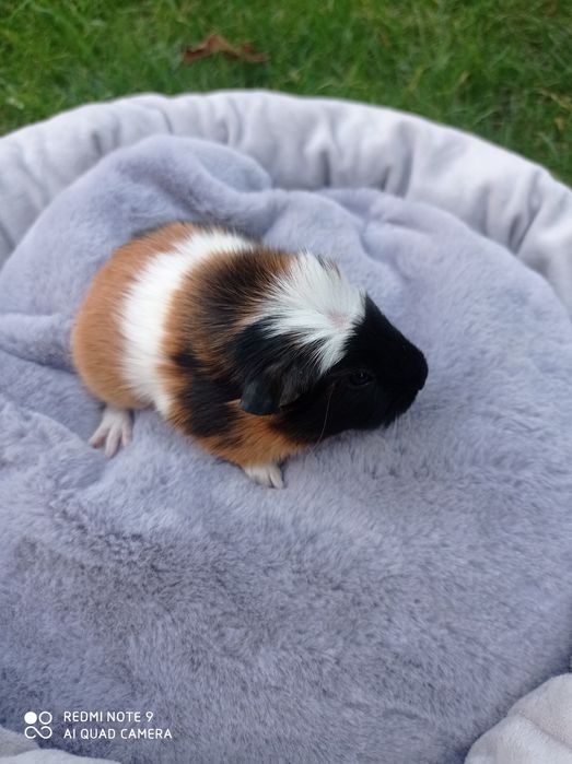 Świnki morskie, cavia domowa