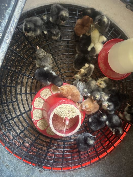Pintos Maline ,jersey gigante e rhode island red