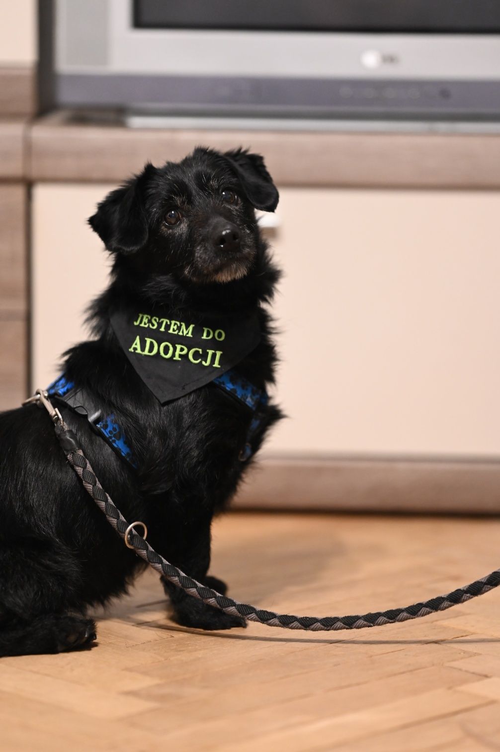 Grzeczna Rumba nieduża sunia, akceptuje koty, wysterylizowana! Adopcja