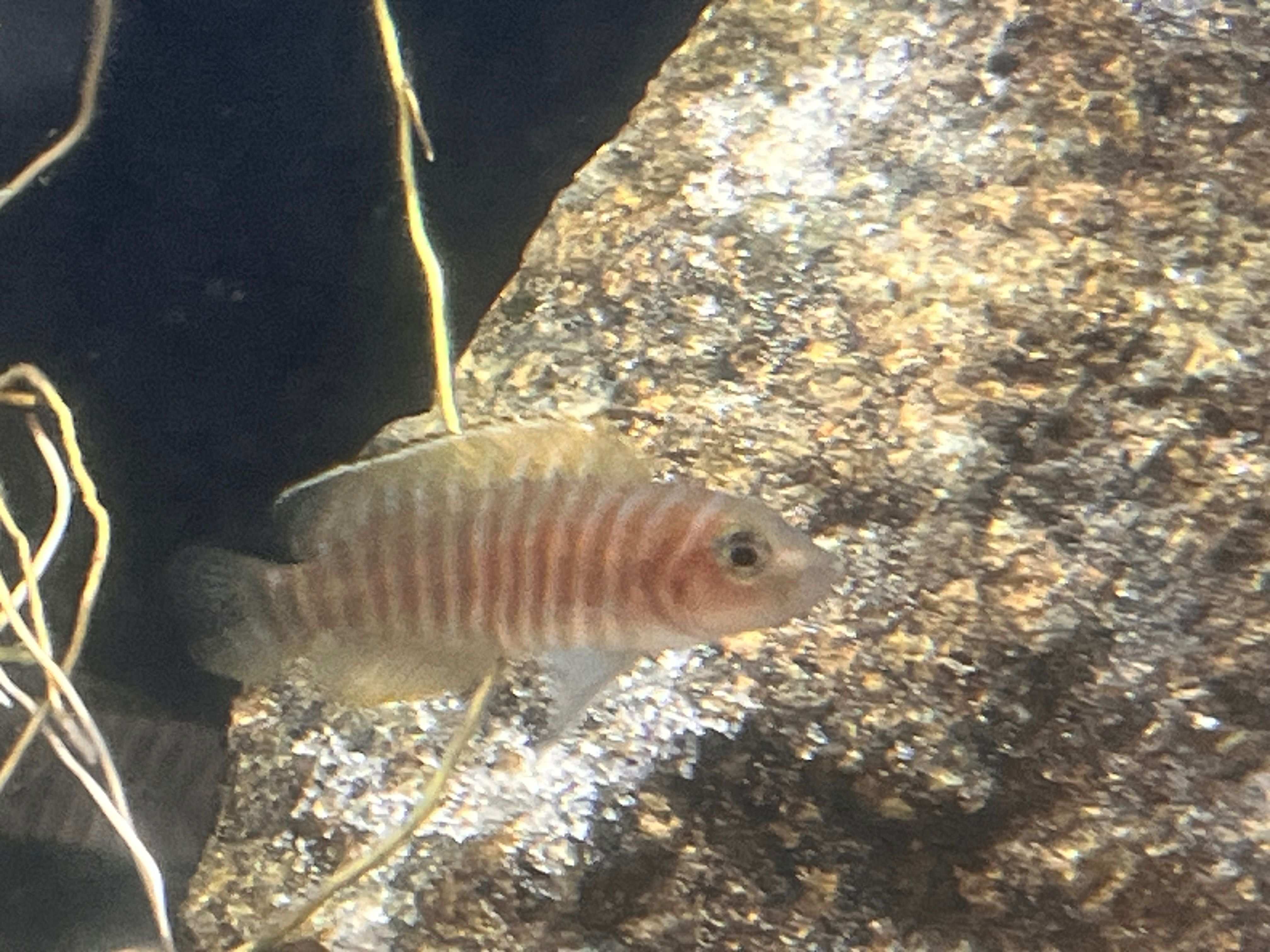 Akwarium komplet AQUAEL 45 l Biotop Tanganika muszlowce WSTRZYMANE