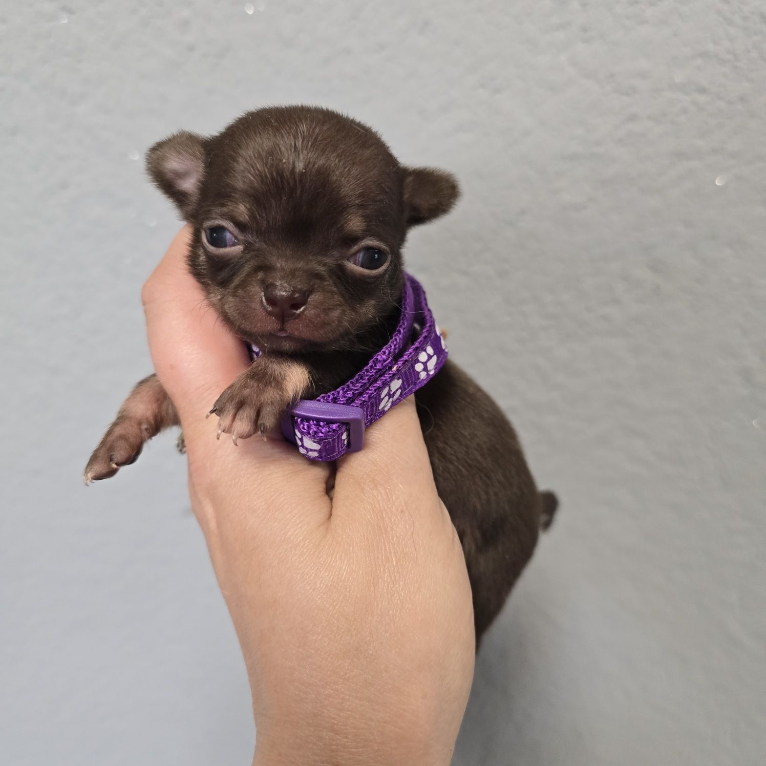 Chihuahua samiec czekoladowy podpalany xs