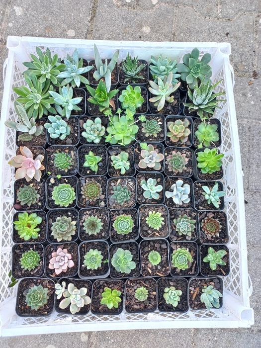 Plantas suculentas mini