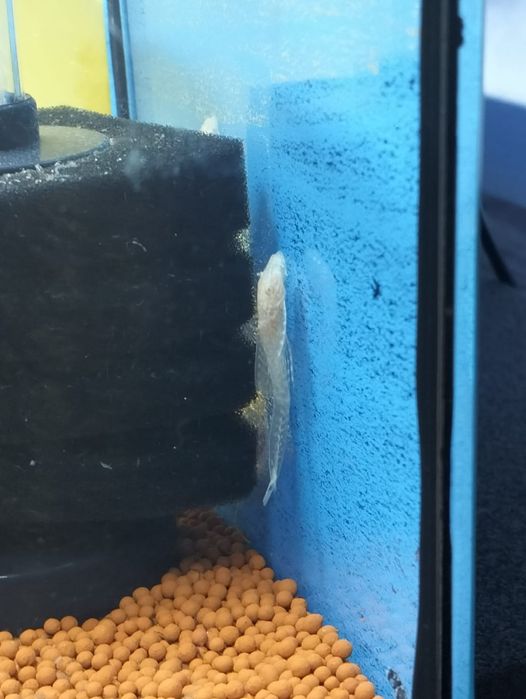 Ancistrus albinos long fin 2 cm