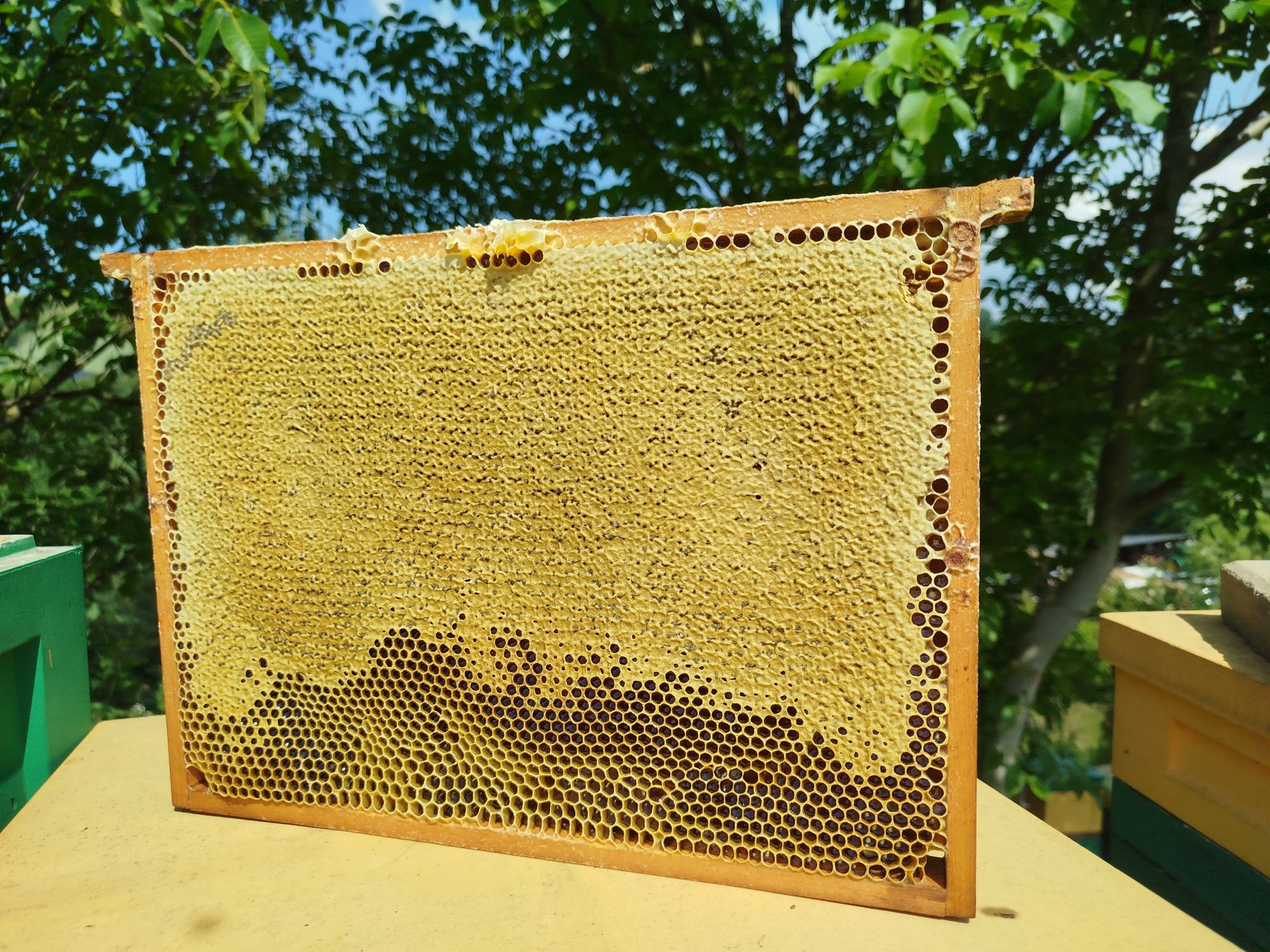 Polski Miód nektarowo spadziowy naturalny słoik 1200g 0,9l