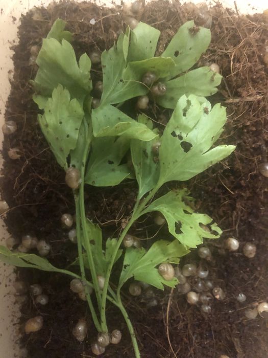 Улитки ахатины отдам