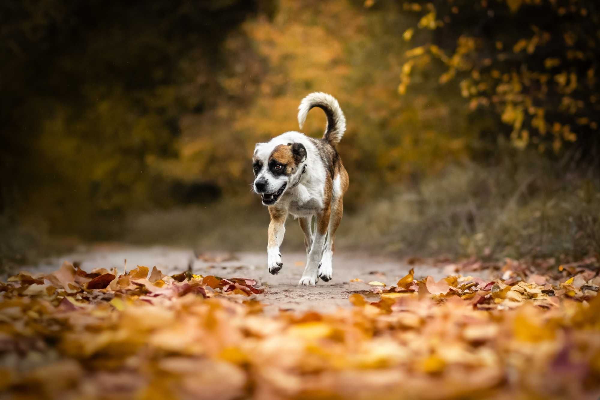 Łaciaty w typie boxera ze Schroniska Canis