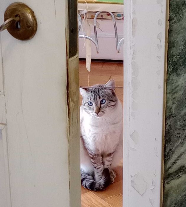 Gaspar, lindo Gatinho para adopção