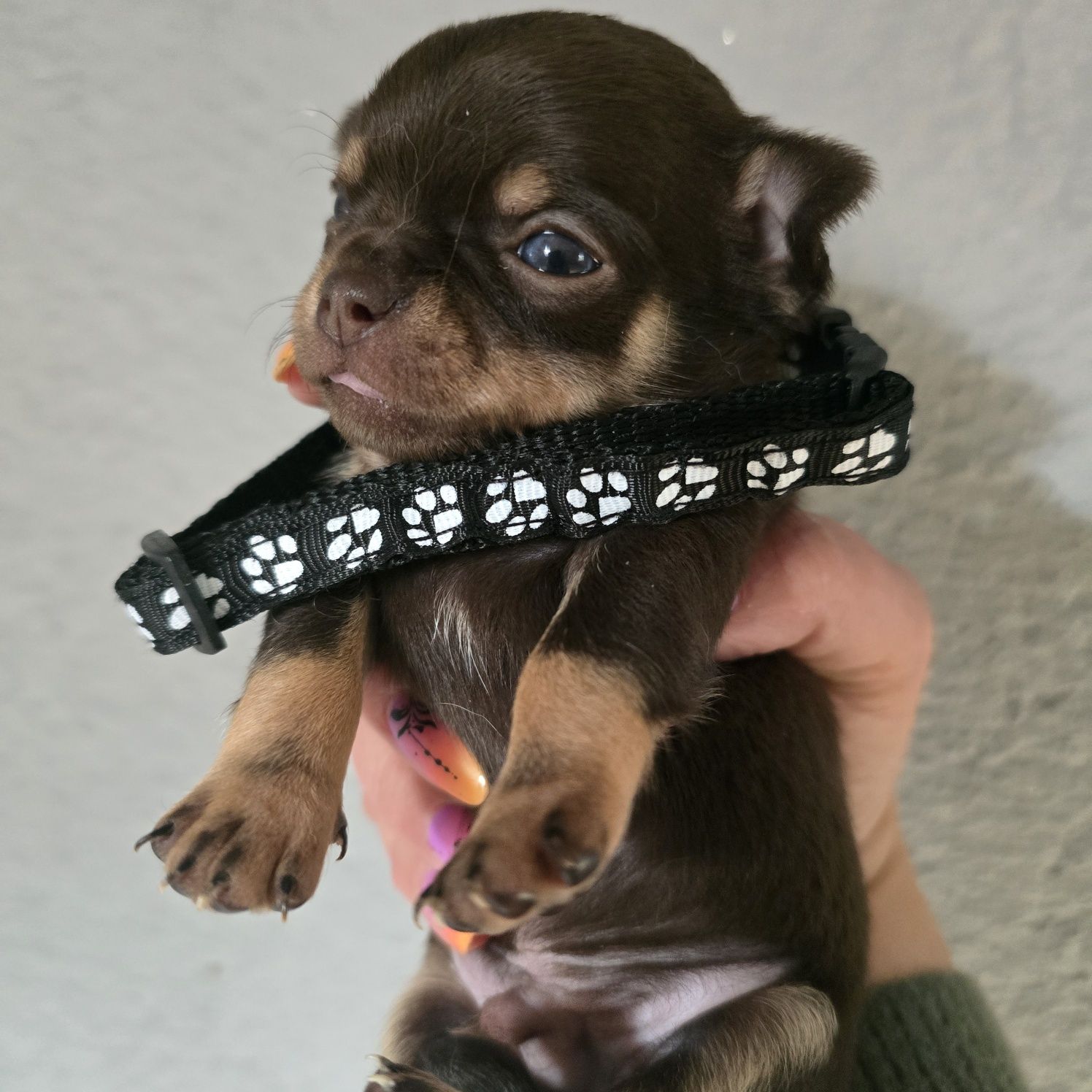 Chihuahua samiec czekoladowy podpalany