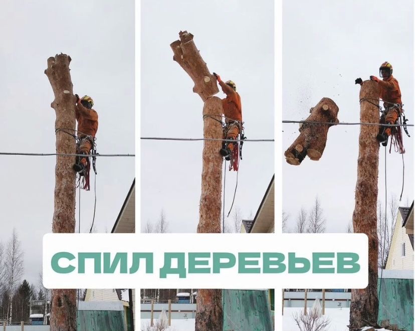 Спил деревьев любой сложности дешево !