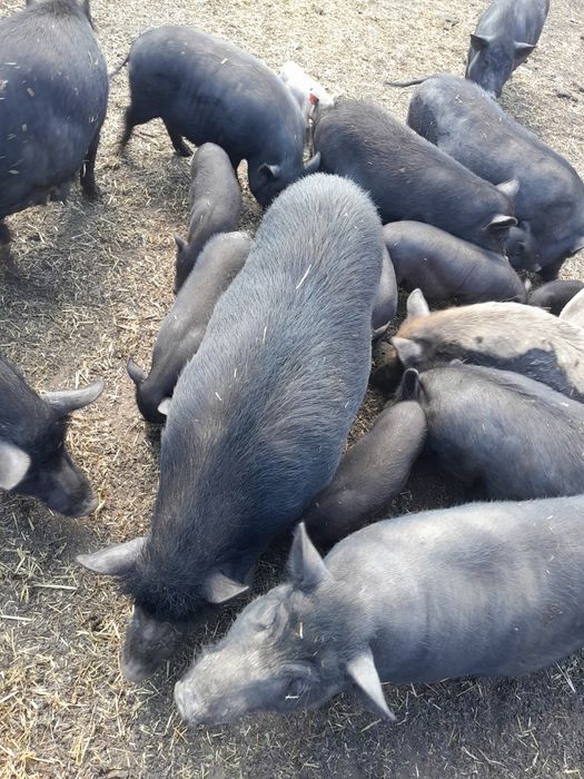 Продаю вьетнамских поросят.вьетнамцы.