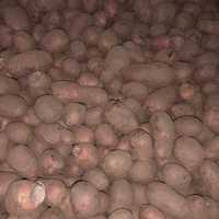 ziemniaki rozmiar sadzeniak  tajfun , catania  i   oberon