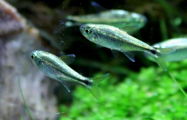 Zwinnik Armstronga - Hemigrammus armstrongi - dowóz, wysyłka