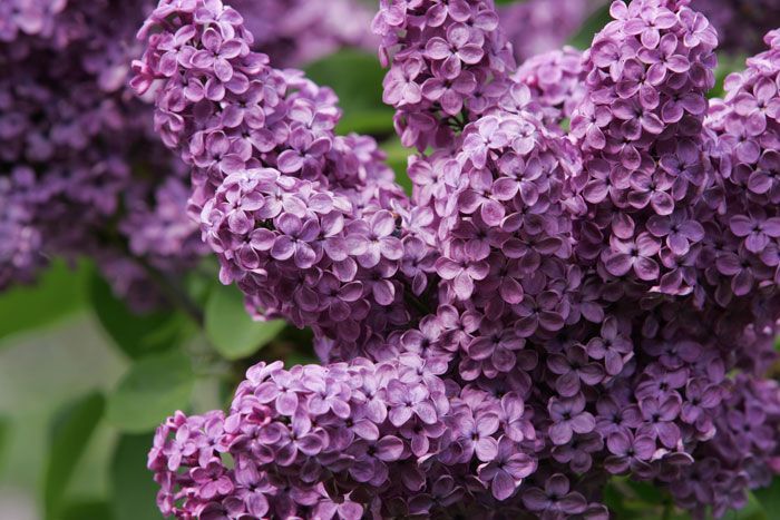 Сиреневая махровая сирень, большие саженцы !