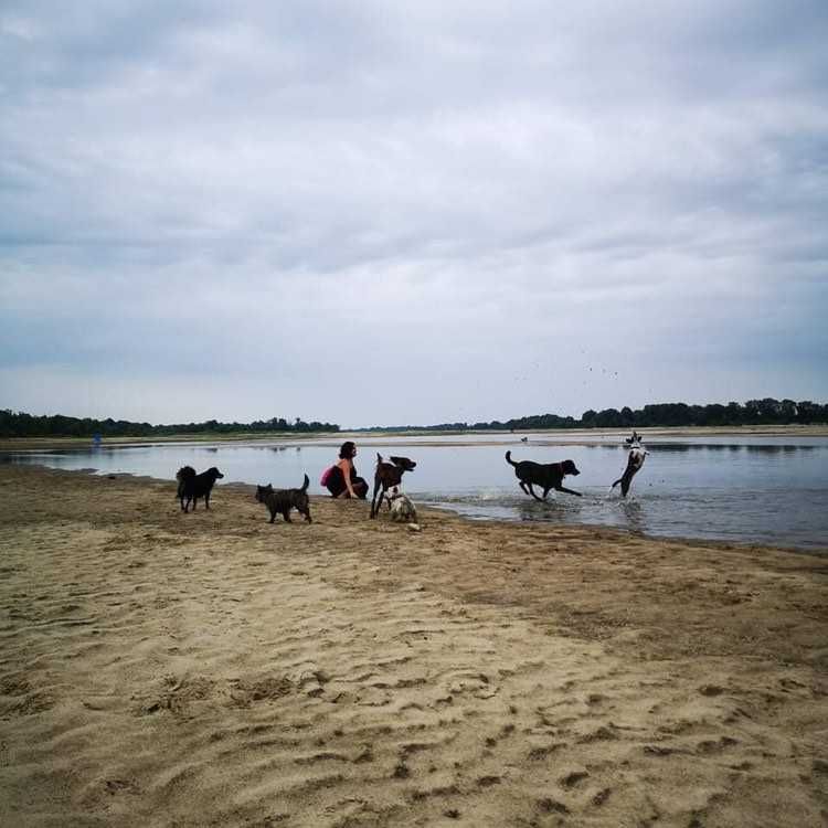 Petsitter, spacery z psem, opieka nad zwierzętami, hotel dla psów