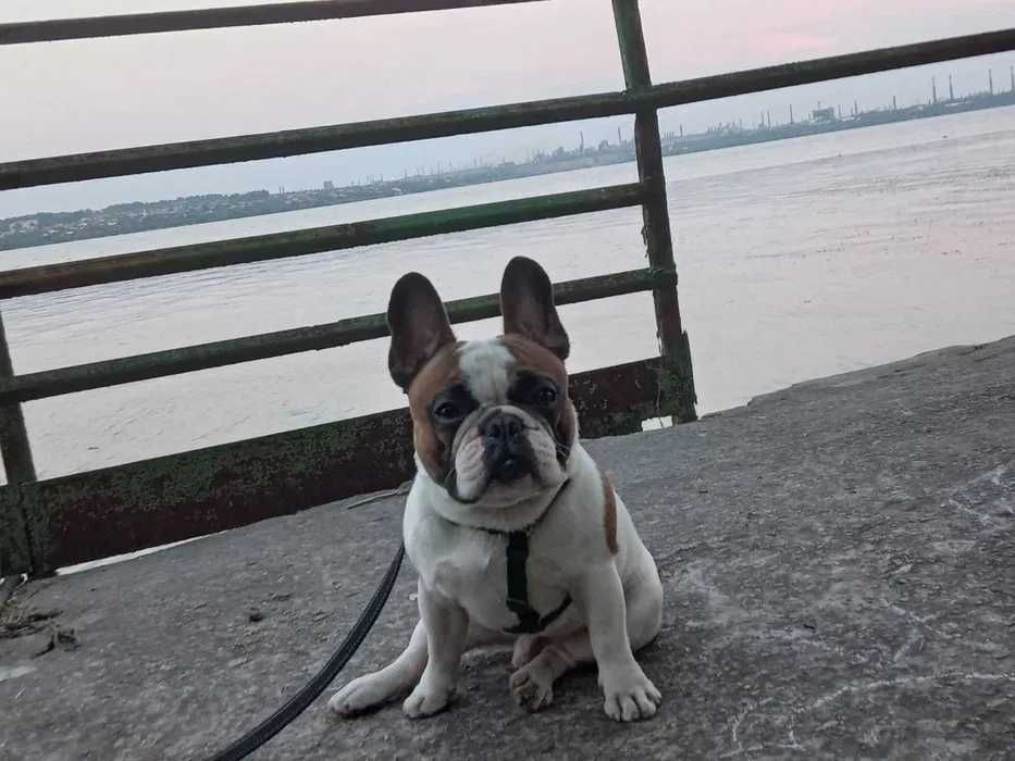 Вязка французский бульдог!Ліпше спочатку пишіть а потом дзвоніть !