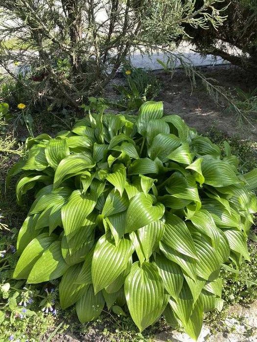 Саженцы Калина,  ЛЕЩИНА фундук, ХОСТА