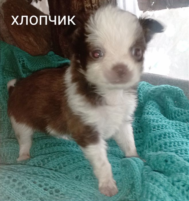 Собака мілкої породи