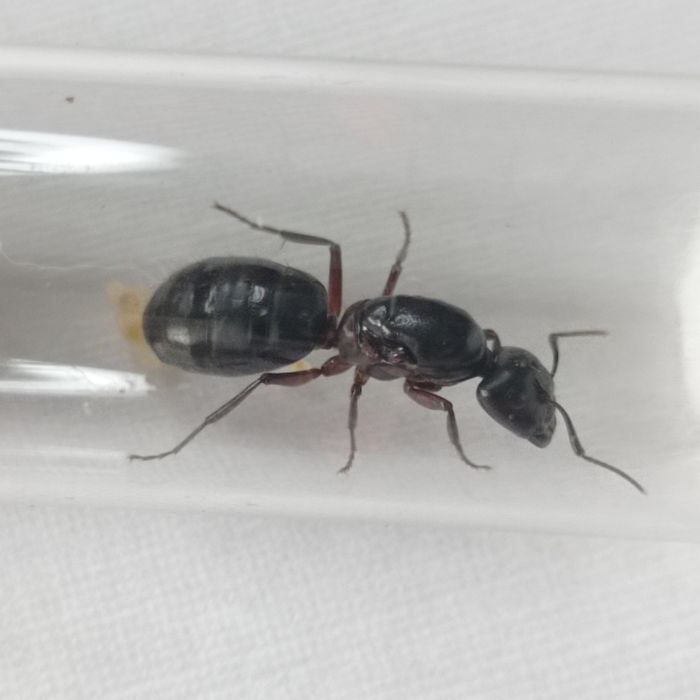 Camponotus ligniperda - największa mrówka w Europie
