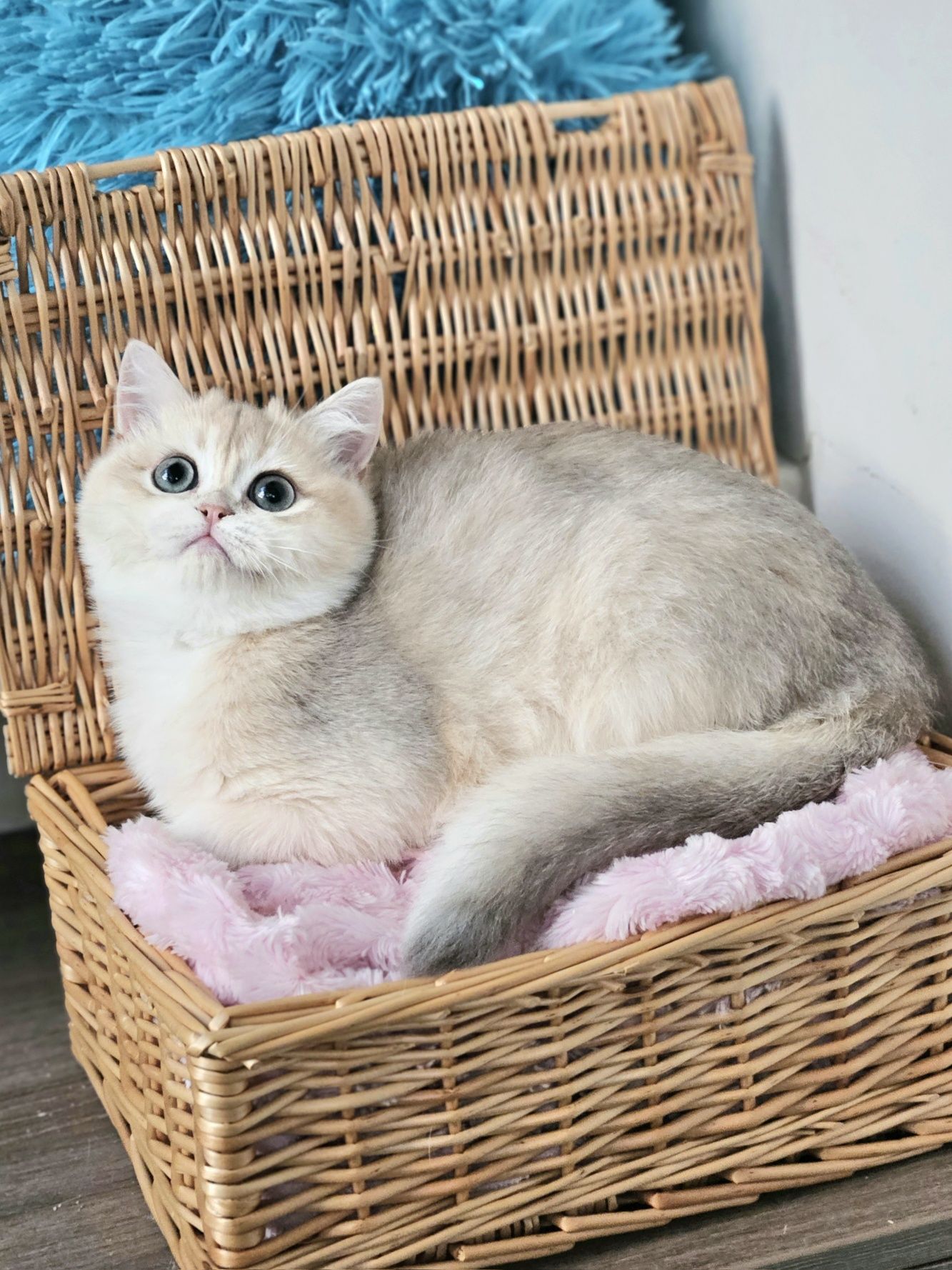 Золотая британская голубая шиншилла котята кошка кошечка дівчика
