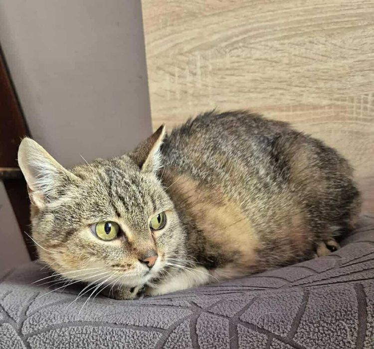 Kotka o imieniu Trinity do adopcji