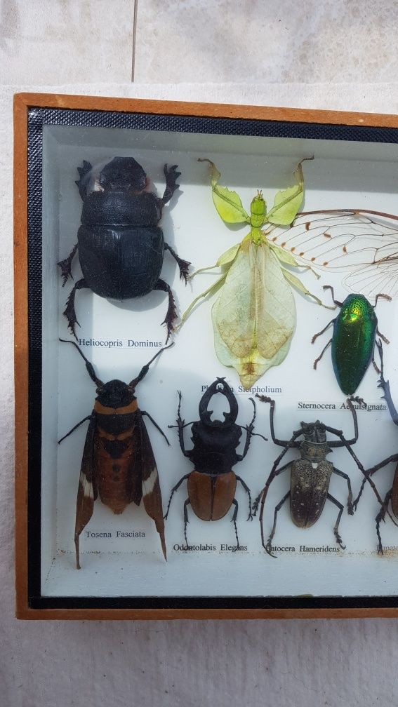 Жуки, бабочки,искусство из насекомых в рамке!