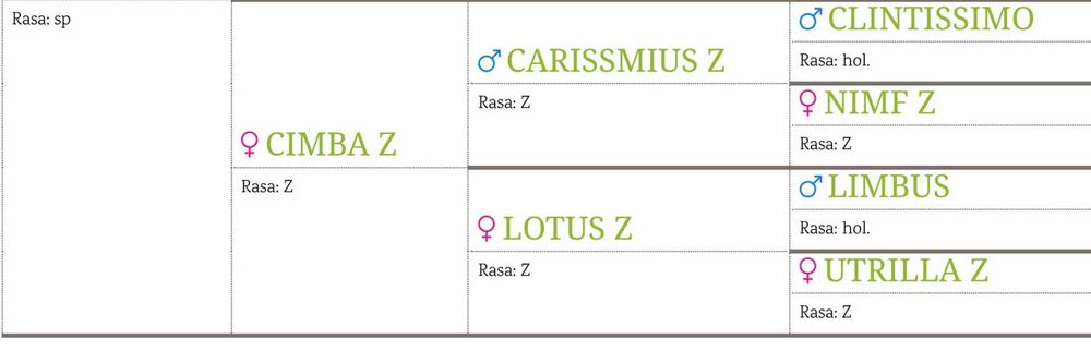 Ogier polski koń sportowy pełne pochodzenie PKS Holsztyn Zangersheide