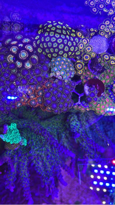 Corais zoanthus desde 15€