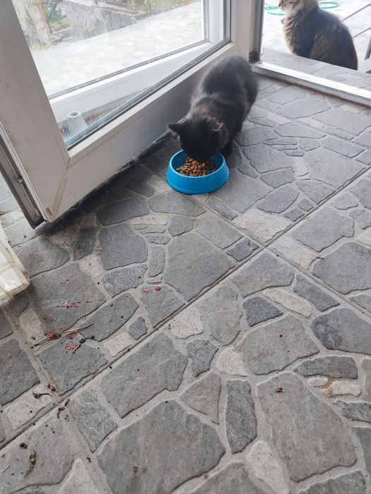 Отдам котят в хорошие руки.