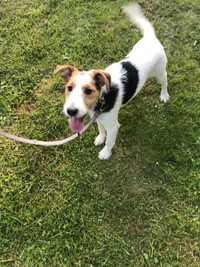 Jack Russell terrier Oddam za darmo pies suczka