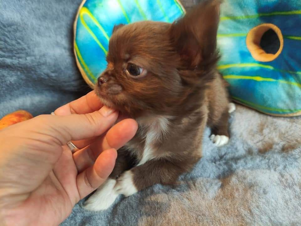 Cudowny i maleńki piesek Chihuahua długowłosy czekoladowy. Matka Zkwp.