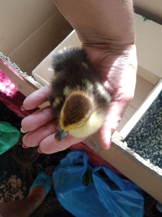 Продам каченят шепунів