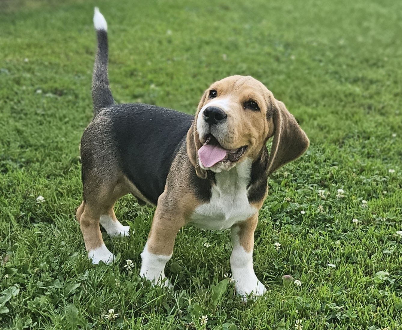 Beagle pies ZKwP FCI