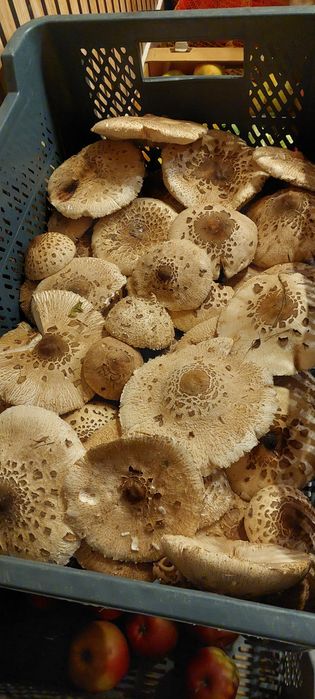 Świeże owocniki czubajka kania grzyby