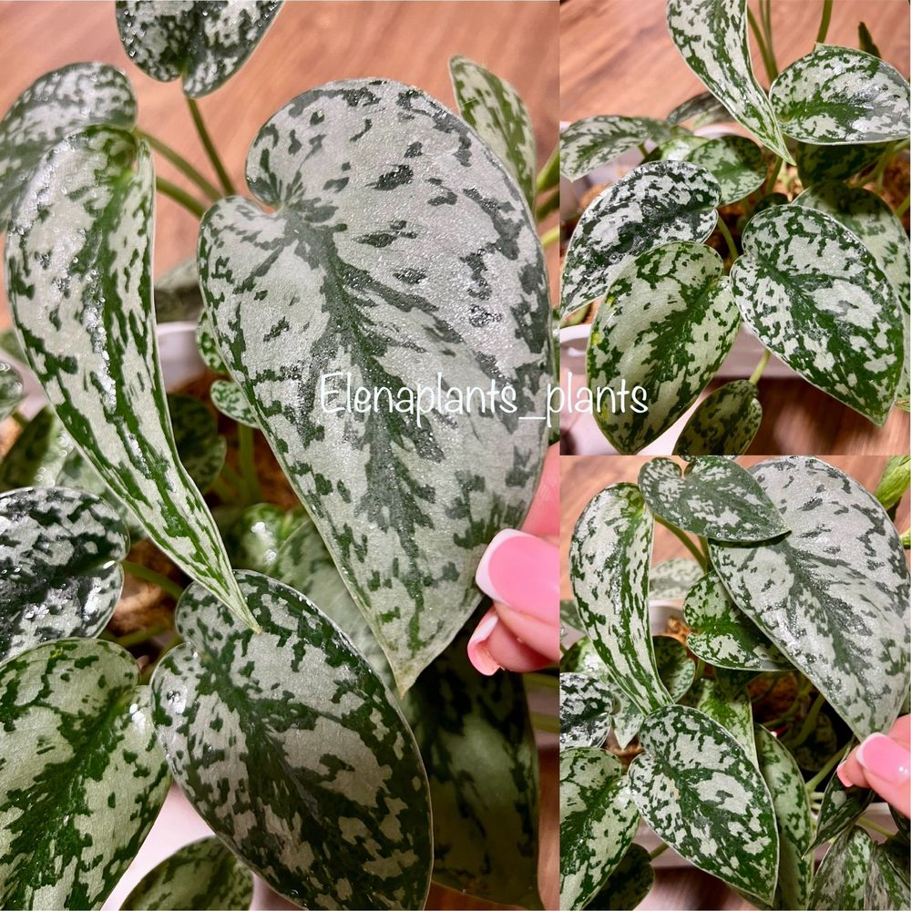 Сциндапсус Coriaceus var., Snowflake, Mayari, Jade Satin yellow