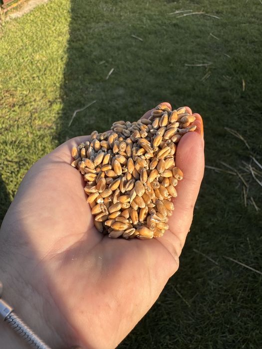 Sprzedam Pszenica Ozima Banatus po Centrali