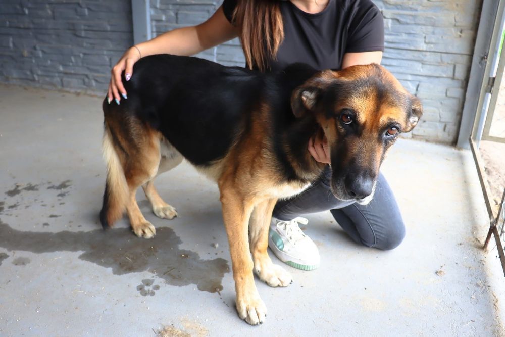 Piękny duży pies o niezwykłych oczach