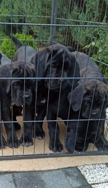 Cane Corso piesek