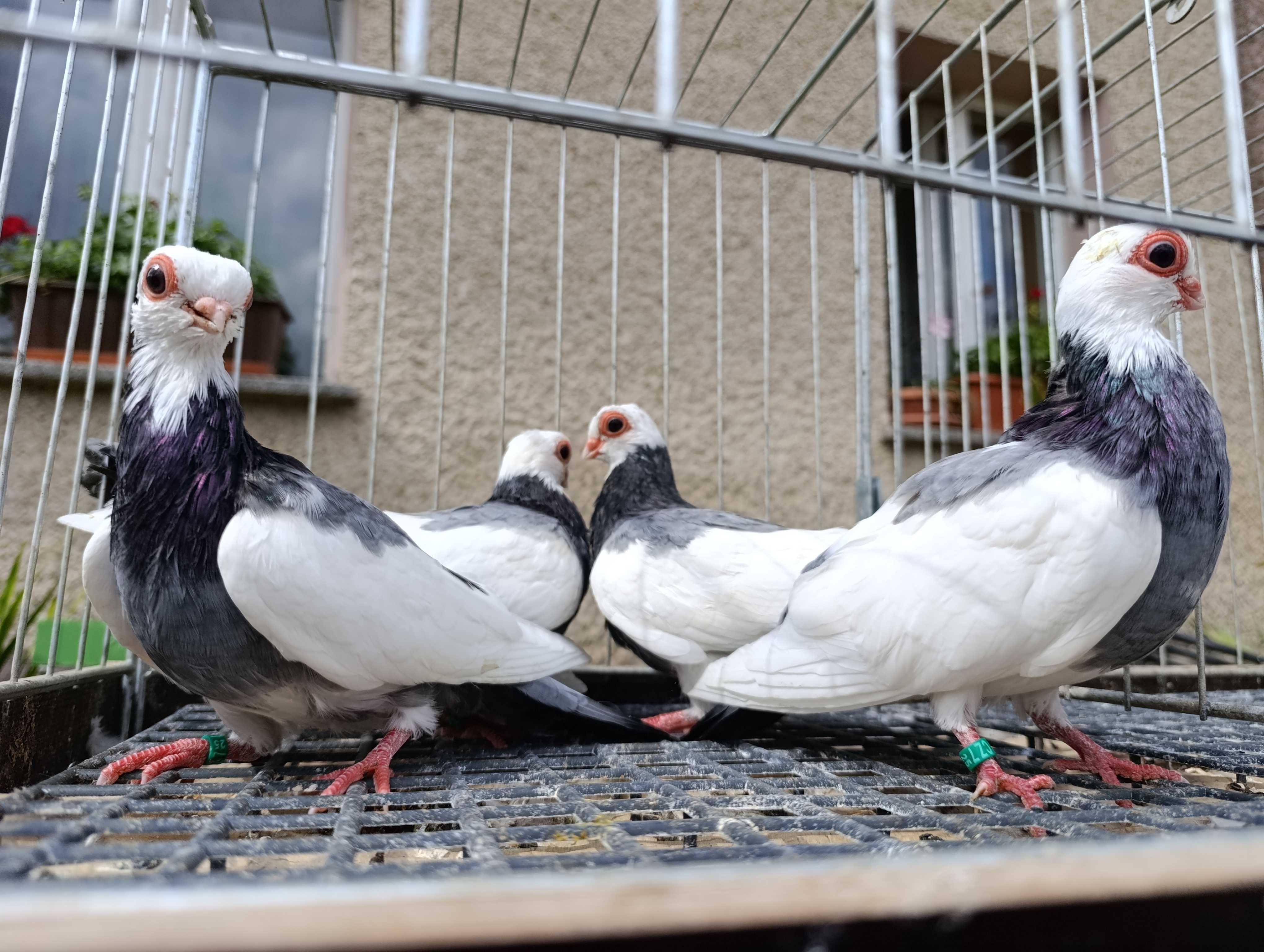 Praski, praskie krótkodziobe, gołębie ozdobne, wysyłam