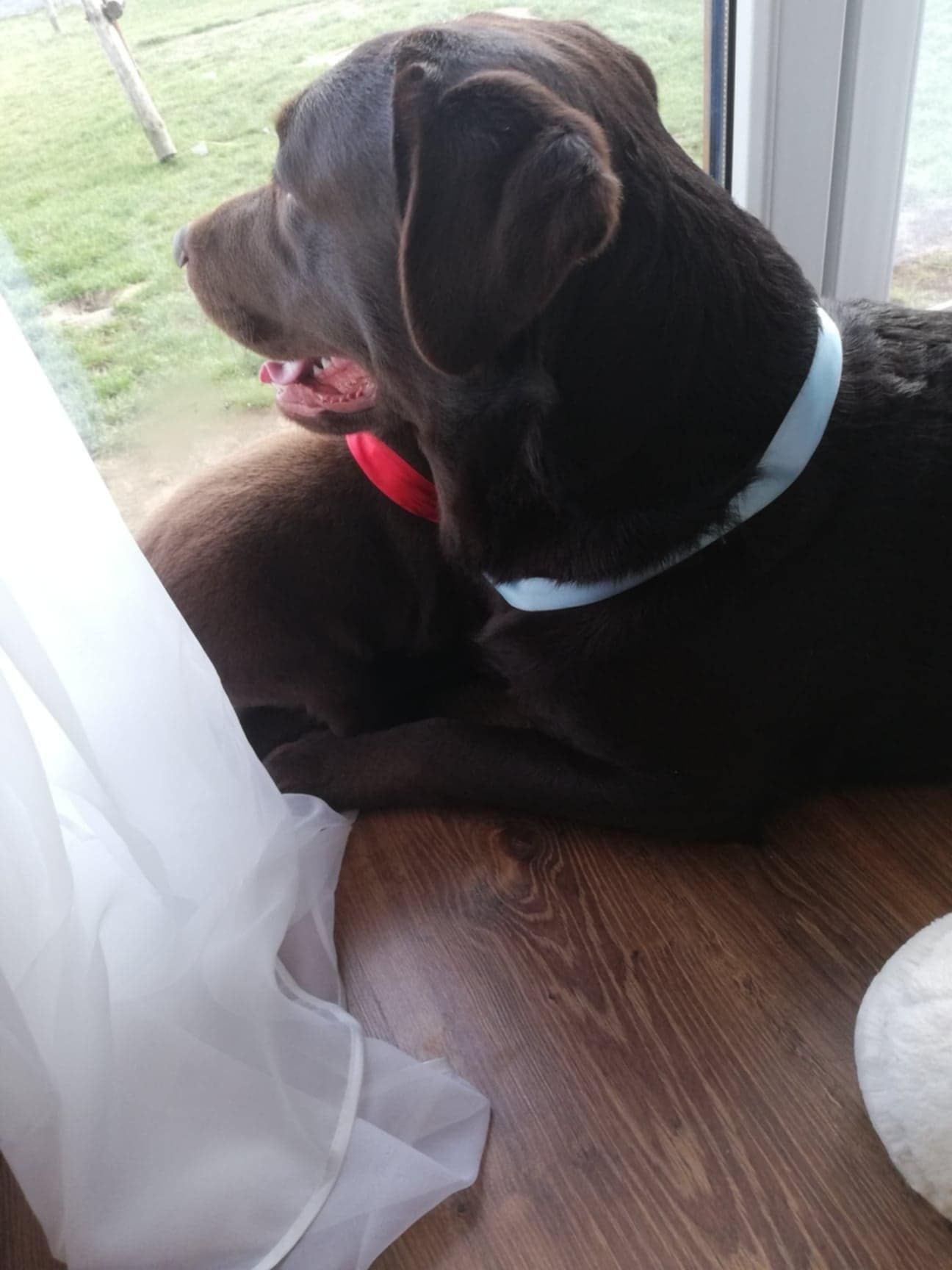 Labrador retriever