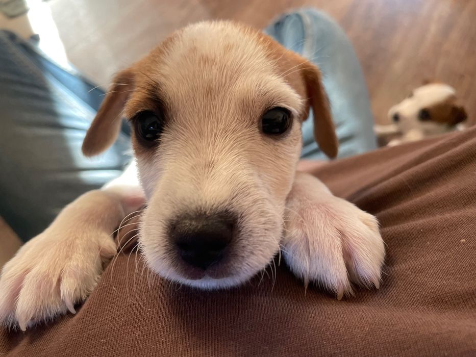 Szczeniak szuka domu