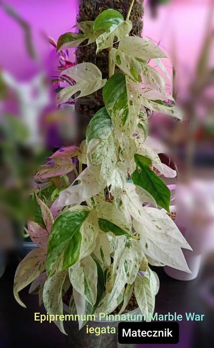 Maria Plants Epipremnum Pinnatum Marble Wariegata peduwki