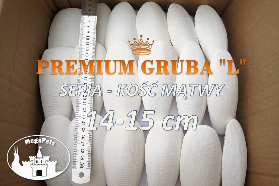 Sepia Kość mątwy ok.15 cm Wapń Ślimak afrykański Achatina Lissachatina