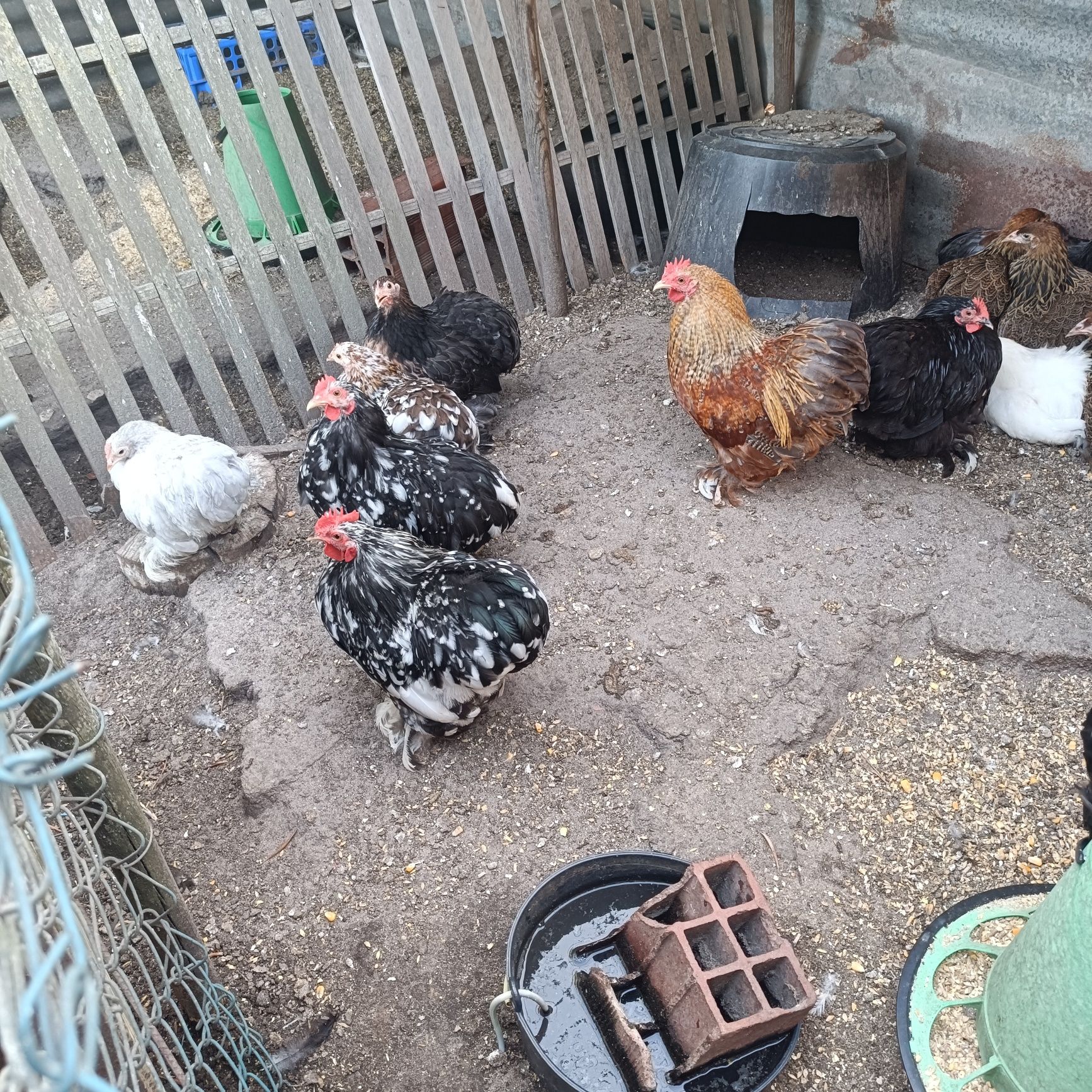 Casais de Pekin Várias Cores