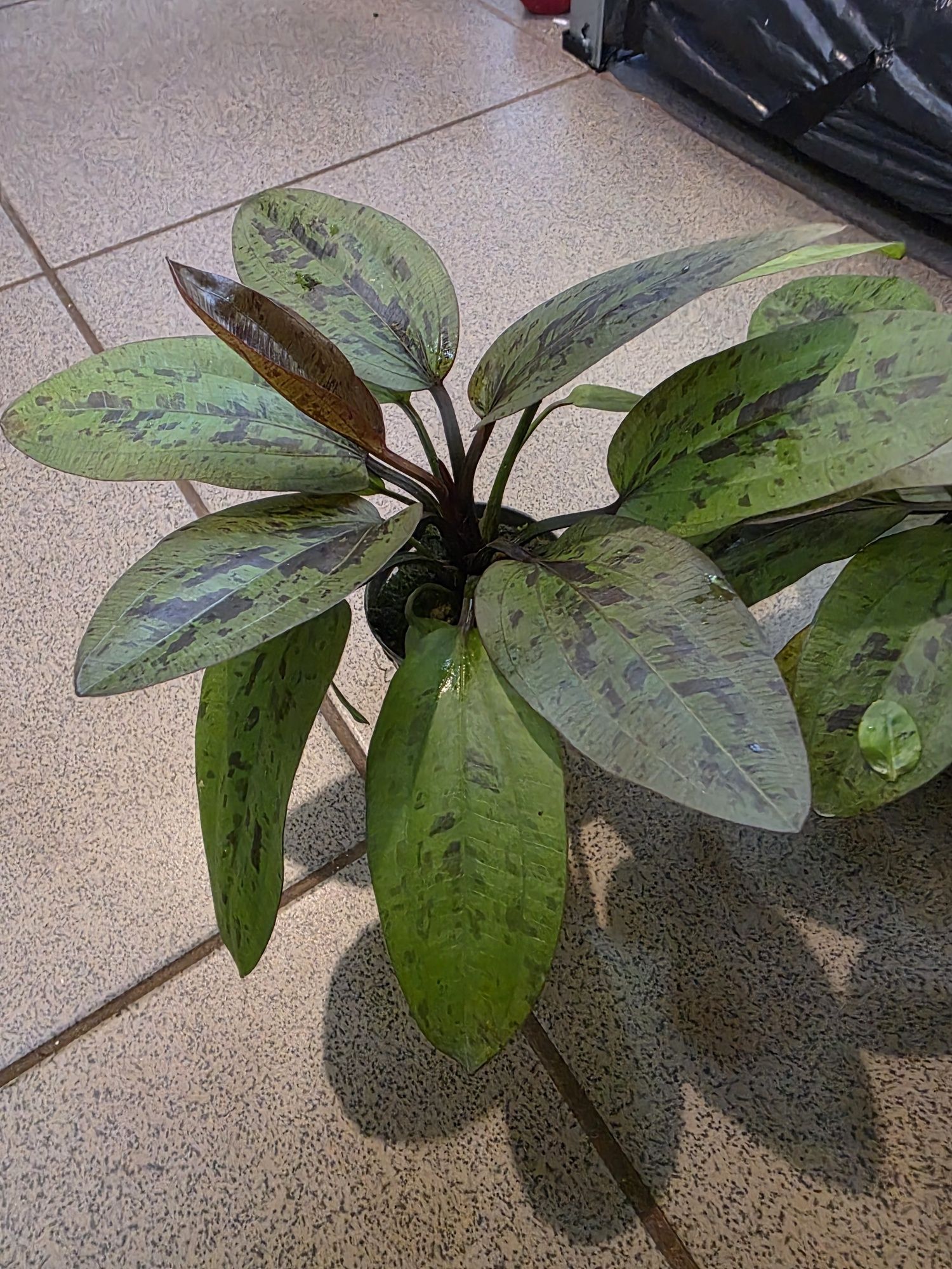 Echinodorus REINER FELIX - żabienica nakrapiana