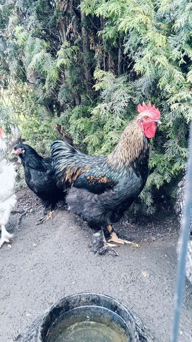 Koguty Kochiny tegoroczne.