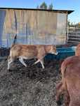 Lote vitelos cx carne